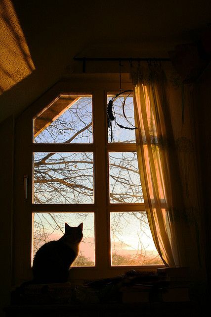 Cat Window, Looking Out The Window, Window View, Through The Window, The Window, A Cat, Ramen, Cats And Kittens, Cute Cats