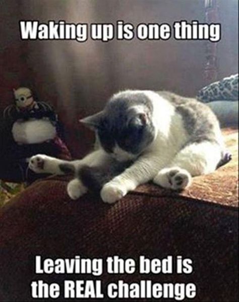 waking up meme A Cat, Good Morning, Memes, Funny