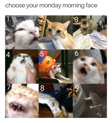 Choose Your Fighter, Quick Pics, Mbti Character, Old Memes, Cersei Lannister, Fresh Memes, Funny Cat Memes, Funny Animal Memes, Art Clipart