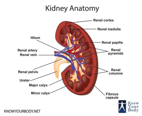 Body Organs Diagram, Kidney Anatomy, Human Body Diagram, Human Circulatory System, Anatomy Organs, Science Diagrams, Muscle System, Body Chart, Body Part Drawing