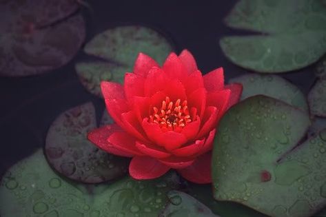 Lotus Flower Meaning, Tattoo Lotus, Lily Seeds, Sacred Water, Red Lotus, Red Plants, Pond Plants, Flower Meanings, Plant Spacing