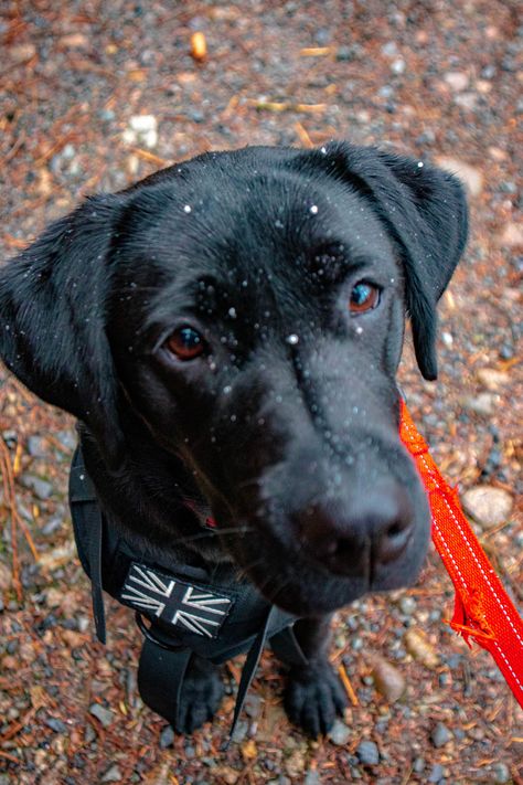 Lillie the Black Labrador, 8 Months old Black Labrador, 8 Months, The Black, Labrador Retriever, Labrador, Dogs, Animals, Photography, Black