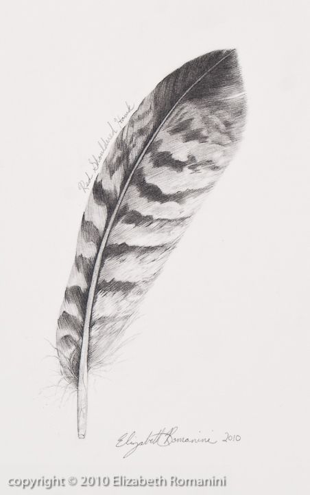 Hawk Feathers Tattoo, Hawk Feather Drawing, Owl Feathers Drawing, Turkey Feather Drawing, Red Tail Hawk Feather Tattoo, Red Tailed Hawk Feather Tattoo, Hawk Feather Tattoo Feminine, Feather Drawing Pencil, Hawk Feather Tattoo