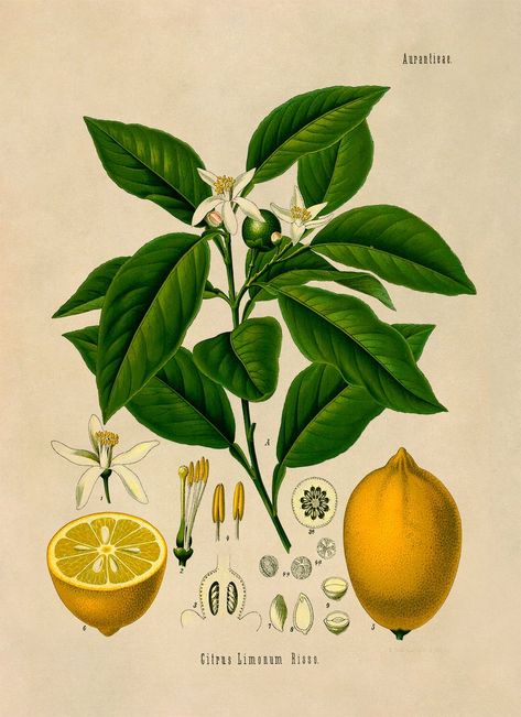 Botanical Printables, Plant Drawing, Scientific Illustration, Lemon Tree, Fruit Print, Plant Illustration, Botanical Drawings, Vintage Labels, Vintage Artwork