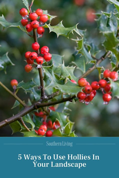 Holly Bushes In Landscaping, Holly Landscaping, Winterberry Holly, Winter Shrubs, Holly Bush, Edging Plants, Shade Garden Plants, Small Front Yard, Holly Tree