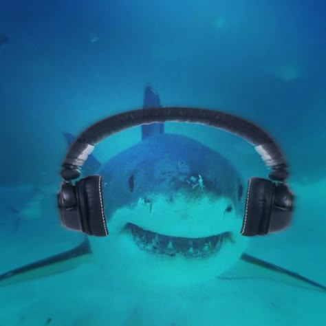 Shark Photos, Shark Pictures, Cute Shark, Great White Shark, Great White, Sharks, Headphones, Swimming, White