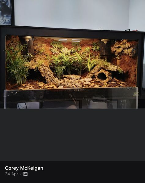 Halloween Reptile Tank, Diy Large Snake Enclosure, Dumerils Boa Enclosure, Creative Snake Enclosures, Reptile Stand Ideas, 4x2x2 Ball Python Enclosure, Curly Hair Tarantula Enclosure, Ball Phyton Enclosure, Bioactive Corn Snake Enclosure