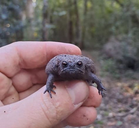 13 Grumpy Black Rain Frog Facts - Fact Animal Black Rain Frog, Dessert Rain Frog, African Rain Frog, Frog Profile, African Frogs, Rain Frogs, Pink Fairy Armadillo, Fairy Armadillo, Rainforest Frog