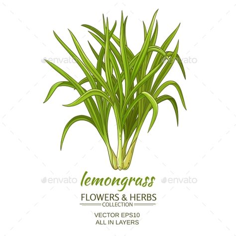 Lemongrass Vector Illustration Lemon Grass Drawing, Packing Soap, Lemongrass Plant, Grass Drawing, Tennis Aesthetic, Plant Vector, Herbal Magic, Plant Drawing, Chai Tea