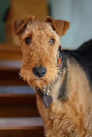 Airedale Dogs, Welsh Terrier, Irish Terrier, Fox Terriers, Terrier Puppies, Terrier Puppy, Airedale Terrier, Puppy For Sale, Pit Bull Terrier