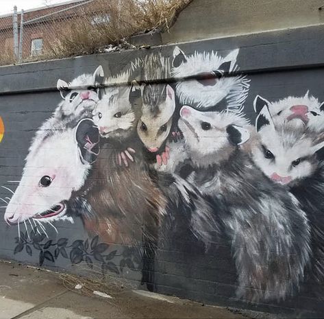 Opossum Art, Awesome Possum, Street Cats, Happy Pictures, Creatures Of The Night, Wildlife Nature, Whiteboard, Creature Art, Animals And Pets