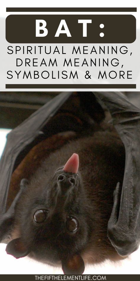 Bat Symbolism Meaning, Bat Tattoo Meaning, Bat Spiritual Meaning, Bat Spirit Animal Meaning, Bat Symbolism, Bat Person, Fruit Bat Tattoo, Cute Bat Tattoo, Batman Symbol Tattoos