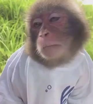 Monkey Gif, Funny Monkey Pictures, Monkey Memes, Hello Memes, Monkey Pictures, Funny Animal Photos, Pet Monkey, Monkeys Funny, Instagram Funny Videos