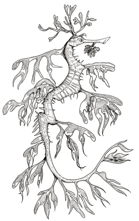 628×1000 Leafy Sea Dragon, Seahorse Tattoo, Motifs Art Nouveau, Sea Creatures Art, Dragon Coloring, Ocean Tattoos, Theme Tattoo, Dragon Coloring Page, Sea Dragon