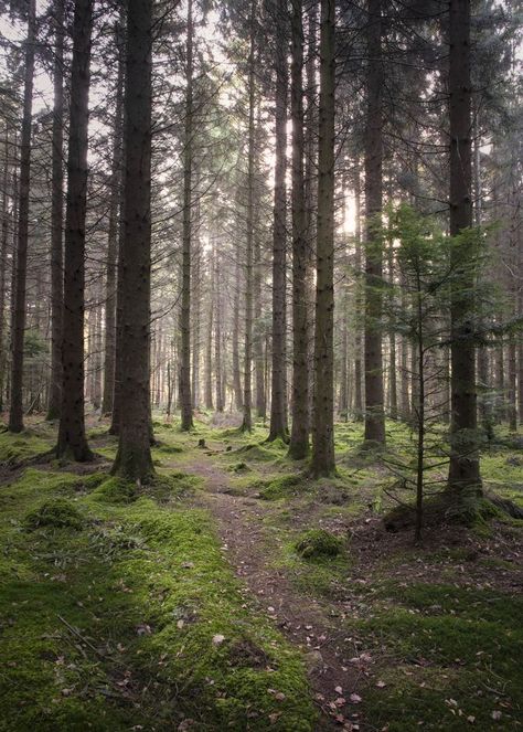 A peaceful scene from the Forest of Dean. Nature and forest photography by Courtney Victoria Photography. #forestphotography #forestaesthetic #forestofdean Dean Aesthetic, Morning Winter, Uk Landscapes, Forest Of Dean, Forest Photography, Walk In The Woods, Winter Forest, Fine Art Gallery, Outdoor Photography