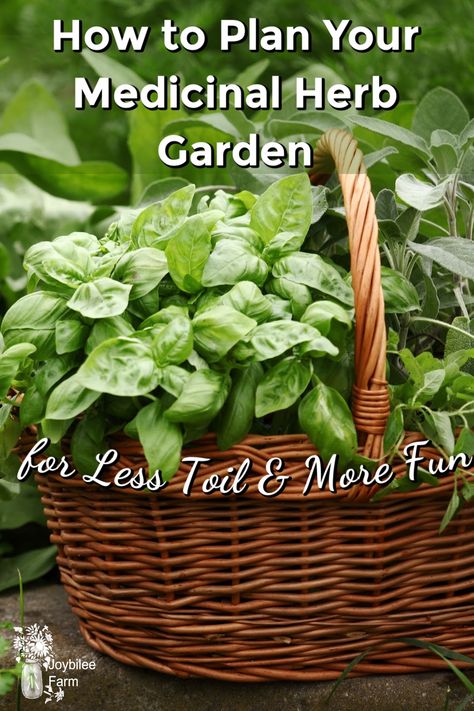 How to Plan Your Medicinal Herb Garden For Less Toil and More Fun Medical Herb Garden, Herbalist Garden, Medicinal Herb Garden, Medicine Garden, Natural Medicines, Outdoor Herb Garden, Kitchen Gardens, Medicinal Herbs Garden, Herbs Garden