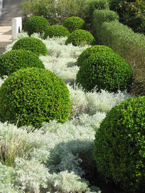 Boxwoods and artemesia( ?) or another flowering plant that gives this beautiful contrast! Topiary Garden, Garden Area, Mediterranean Garden, The Secret Garden, Garden Landscape Design, White Gardens, Gorgeous Gardens, Landscaping Plants, Country Gardening