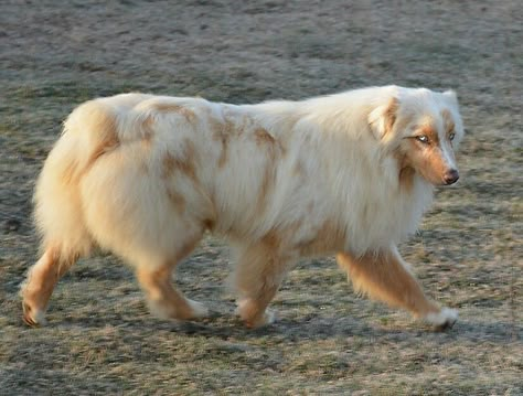 Hoodoo Mountain Aussies, red merle male.