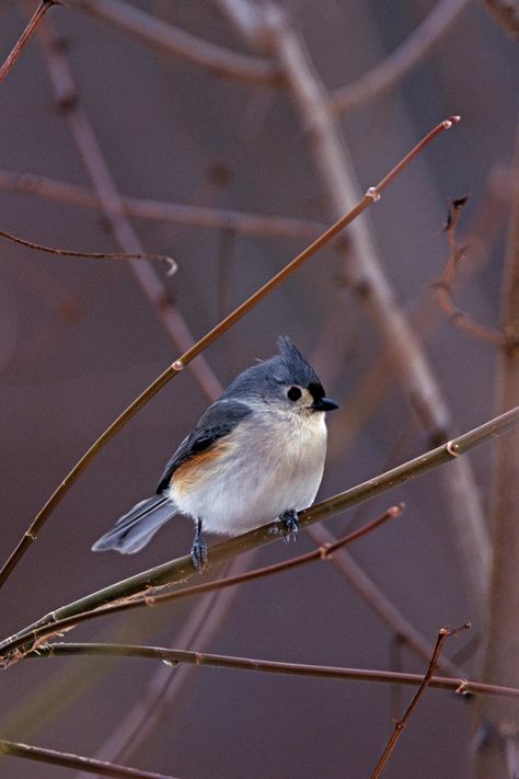 The exquisite Tufted Titmouse Fine Art Bird Photo captures the beauty of winter. With its tufted crest and plumage, the Tufted Titmouse is portrayed in this high-quality fine art photograph. Perfect for bird enthusiasts and nature lovers alike, this artwork will add a touch of elegance and natural beauty to any space. This particular shot was taken in Berea, Ohio, in the Cleveland Metroparks. Now offering an unsigned art card printed on 205 gsm weighted matte photo paper. Printed and signed in studio by the award-winning artist John Harmon, making this an original print. This is significant because unsigned or digitally signed prints are reproductions, not originals, and will not increase in value. An Epson professional printer with Epson pigmented inks is used on Epson Premium paper. Usin Birds Images Nature, Photo Painting Ideas, Bird In Snow, Birds In Winter, Titmouse Bird, Chickadee Art, Cleveland Metroparks, Tufted Titmouse, Drawing Birds