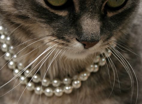 aww like chanel used to wear! Wearing Pearls, Small Cat, Disney Films, Cats Meow, Crazy Cat Lady, Cat Lady, Crazy Cats, Big Cats, A Cat