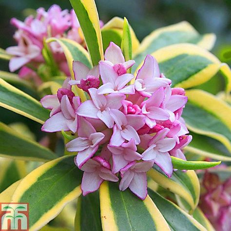 Daphne odora 'Rebecca' Small Garden Borders, Daphne Flower, Daphne Odora, Sunshine Song, Daphne Plant, Plants For Small Gardens, Spring Sunshine, Red Bud, Winter Plants