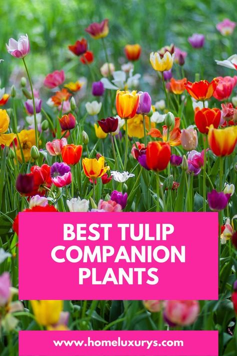 What to plant with tulips bulbs in Garden in Summer: Combining Tulips with Annuals and Perennials Here are the best companion plants to consider, from daffodils to alliums What To Plant With Tulips, When To Plant Tulips, Perennials Flowers, Daffodils Planting, Best Companion Plants, Planting Tulips, Companion Plants, Best Perennials, Tulip Bulbs