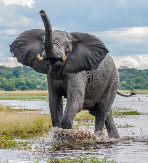 Angry Elephant by willie1955 - Colossal Wildlife Photo Contest #ProfessionalPhotos #GreatPhotos #BeautifulPhotos Elephant Reference, Angry Elephant, Elephant Close Up, African Animals Photography, Elephant Eating, Wild Elephant Photography, Bull Elephant, African Elephant Photography, Elephant Artwork