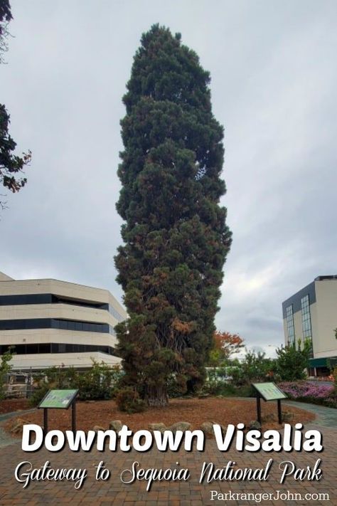 Learn about the History of downtown Visalia California and its ties to Sequoia National Park including the Legacy Tree, the Palace Hotel, murals and more! This is one of my favorite things to do in Visalia before heading to See the worlds largest trees! Downtown California, Visalia California, Sequoia Tree, Kings Canyon National Park, California Vacation, Kings Canyon, Visit California, California Travel Road Trips, California National Parks