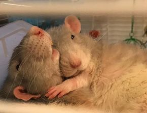 When you want to sleep but she wants to cuddle. - Imgur Rattus Rattus, Funny Rats, Cute Rats, Gerbil, Pet Rats, Silly Animals, Cute Mouse, Cute Creatures, Sweet Animals