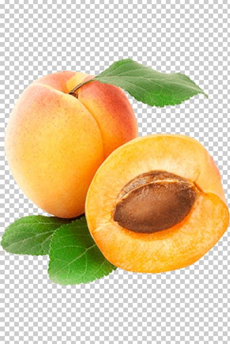 Apricot Photography, Apricot Illustration, Fruit Logo Design Ideas, Fruit Clip Art, Dried Apricot, Fruit Png, Apricot Fruit, Eating Food Funny, Computer Icons