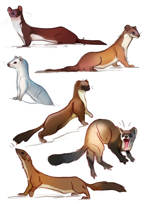 Weasel Art Illustrations, Ferret Drawing Reference, Weasel Character Design, Ferret Character Design, Stoat Art, Stoat Illustration, Ferret Oc, Stoat Drawing, Ferret Reference