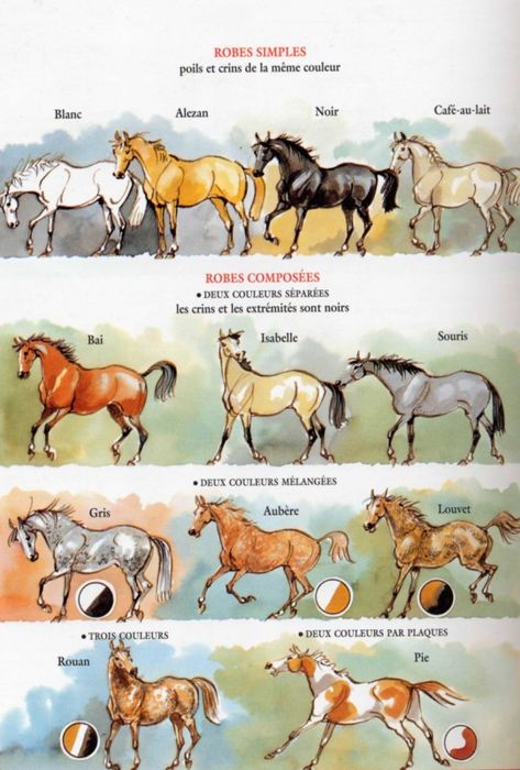 Tattoo Horse, Horse Info, Saddle Horse, Horse Anatomy, Emotional Support Animal, Horse Tips, Horse Tattoo, Horse Horse, All About Horses