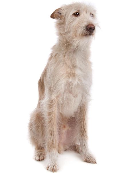 Portuguese Podengo Primitive Hunting, Portuguese Podengo Pequeno, Portuguese Podengo, Hypoallergenic Dog Breed, Unique Dog Breeds, Rare Dog Breeds, Short Dog, Tallest Dog, Disabled Dog