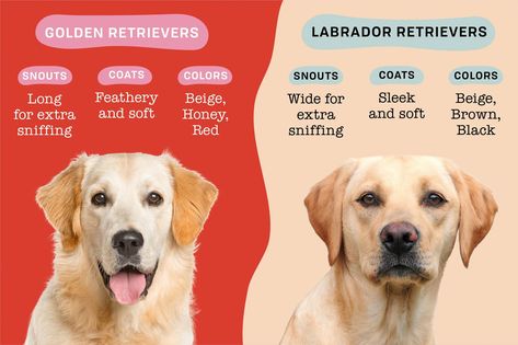 Golden Retriever Vs Labrador, Golden Retriever Training, Friendly Dog Breeds, Different Horse Breeds, Equine Care, Golden Labs, Golden Labrador, Dog Personality, Islamic Information