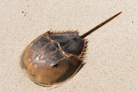 10 Fun Facts, Horseshoe Crab, King Crab, Aquatic Animals, Medical Devices, Crustaceans, Arachnids, Weird Creatures, Sea Animals