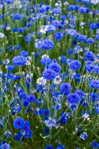 . Centaurea Cyanus Flower, Fast Growing Flowers, Summer Flowers Garden, Blue And White Flowers, Bachelor Buttons, Blue Garden, Growing Flowers, The Grass, Flower Field