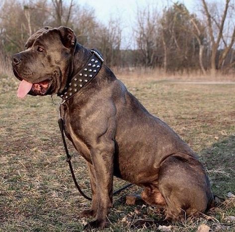 Press Canario, Cane Corso Italian Mastiff, Pitbull Dog Breed, Kangal Dog, Mastiff Breeds, Italian Mastiff, Presa Canario, Bully Breeds Dogs, Big Dog Breeds