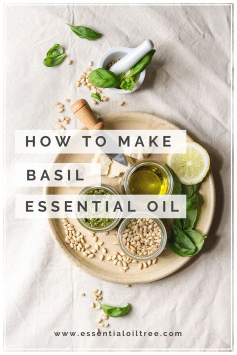 Basil Extract Diy, Basil Essential Oil Recipes, Diy Basil Essential Oil, How To Make Basil Oil, How To Make Basil Essential Oil, Diy Basil Oil, Basil Essential Oil Uses, Basil Oil Recipe, Basil Essential Oil Blends