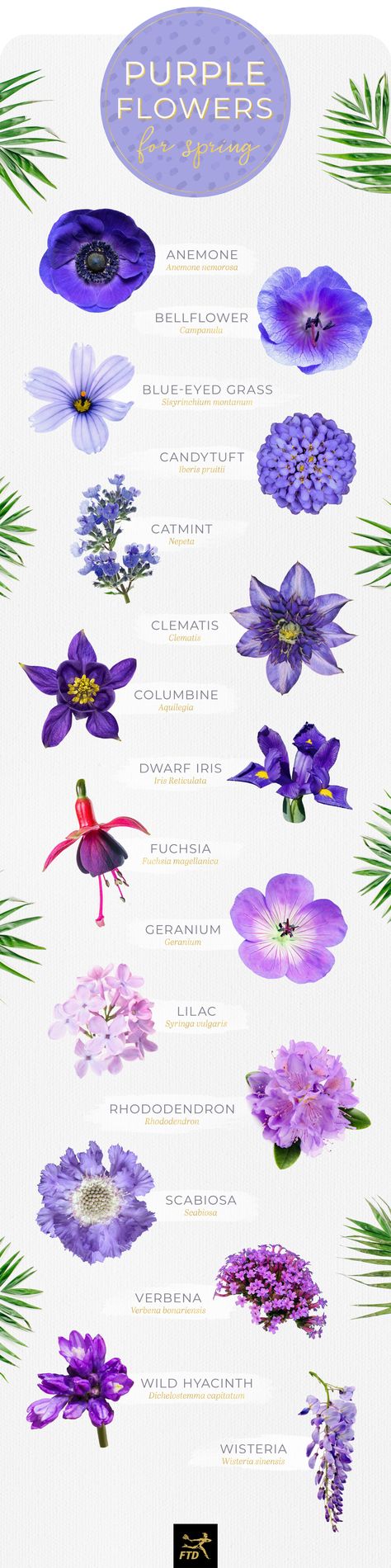 50 Types of Purple Flowers - FTD.com Purple Flower Garden Landscaping Ideas, White Flowers Names, Purple Flower Names, Purple Colour Flowers, Purple Spring Flowers, Purple Flowering Plants, Flowers Name, Small Purple Flowers, Light Purple Flowers