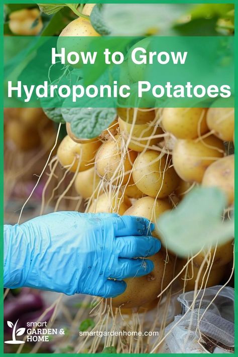 Discover the joys of growing potatoes without soil!

Hydroponic potatoes grow faster, yield more, and are healthier.

Follow these easy steps to start your own potato garden adventure today! Soil For Potatoes, Aeroponic Potatoes, Hydroponic Potatoes, Grow Potatoes Indoors, Potato Garden, Indoor Hydroponic Gardening, Veggies Garden, Growing Tomato, Composting Methods