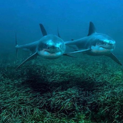 Marine Life Daily on Instagram: “Shark siblings • • • #sea #deepseacreatures #discover #creepycreatures #world #underwaterphotography #underwater #sealovers #marine…” Shark Photos, Shark Pictures, Shark Bait, Fauna Marina, Shark Diving, Shark Lover, Shark Fishing, Instagram White, The Great White