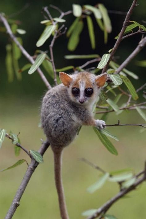 Mouse Lemur, Lemur Art, Bush Baby, Endangered Wildlife, Animal Reference, Animal References, Childhood Books, Super Cute Animals, Endangered Animals