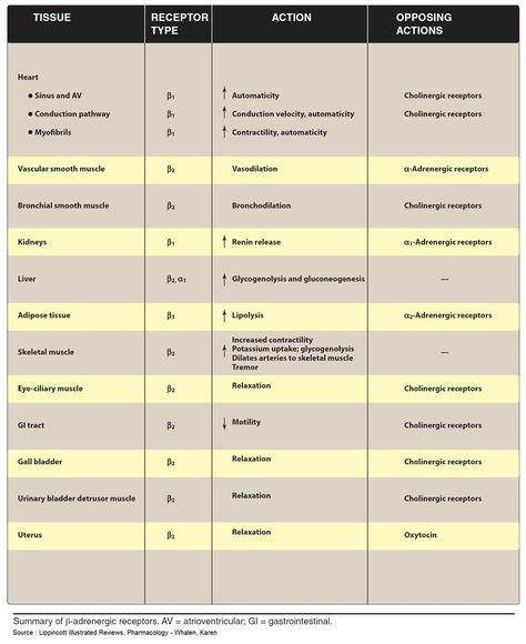 Sympathetic and parasympathetic receptor actions . Intercranial Pressure, Cholinergic Receptors, Sympathetic And Parasympathetic, College Algebra, School Vibes, Adipose Tissue, Nursing Study, Pharmacology, Medical School