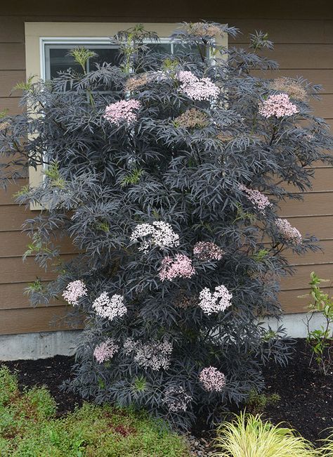 Black Lace Elderberry, Elderberry Bush, Pale Pink Flowers, Sambucus Nigra, Goth Garden, Gothic Garden, Black Garden, White Gardens, Landscaping Plants