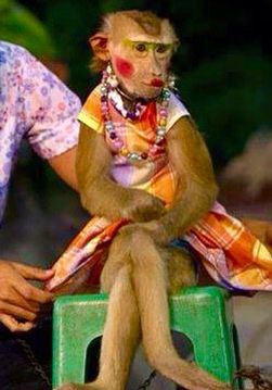 Monkey wearing makeup! Monkey With Makeup, Monkey Smiling, Funny Monkey Pictures, Funny Monkeys, Monkey Pose, Monkey Memes, Funny Monkey, Monkey Pictures