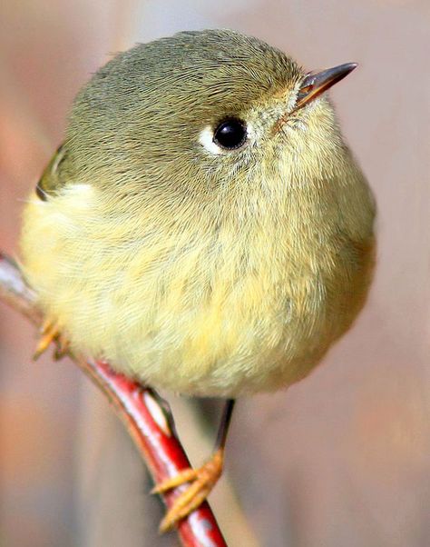 Round Bird Regnul Animal, Bird Sitting, Nature Birds, All Birds, Exotic Birds, Pretty Birds, Bird Photo, Colorful Birds, Cute Birds