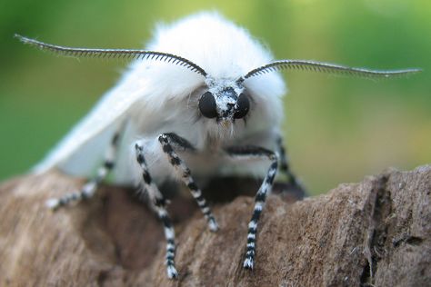 Moth Fursona, Fuzzy Moth, Fluffy Moth, Fluffy Moths, Cute Moths, Moth Costume, Mouth Anatomy, Poodle Moth, Goth Male