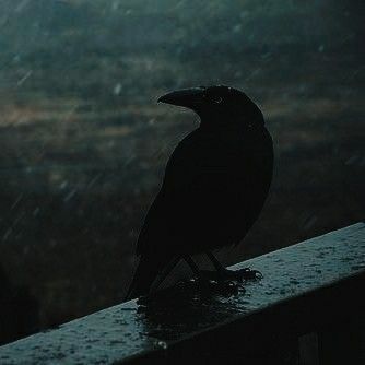 Maleficent Crow, Dark Fae Aesthetic, Disney Au, Witch Coven, Witch Magic, Cool Books, Disney Aesthetic, Dark Academia Aesthetic, Fantasy Aesthetic