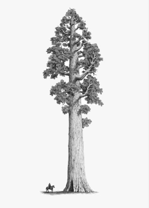 Giant Sequoia Tree Drawing, Giant Sequoia Tree Tattoo, Sequoia Tree Drawing, Red Wood Tree Tattoo, Redwood Tree Drawing, Big Tree Tattoo, Sequoia Tattoo, Sequoia Tree Tattoo, Redwood Tree Tattoo