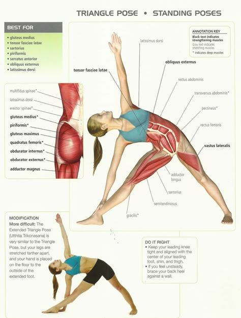 Yoga Muscles, Triangle Pose, Yoga Anatomy, Yoga Techniques, Yoga Iyengar, Iyengar Yoga, Pose Yoga, Yoga Exercises, Kundalini Yoga